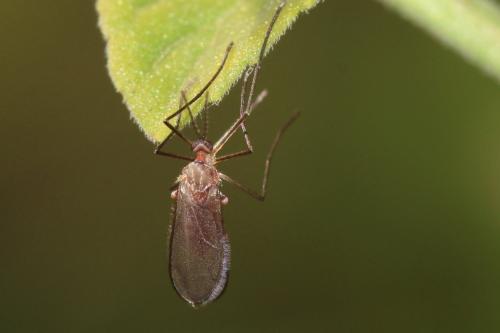 Asphondylia rosmarini