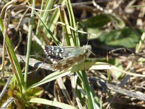 Réf. 173 637 : Pyrgus sp.