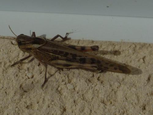 Réf. 173 636 : Locusta migratoria
