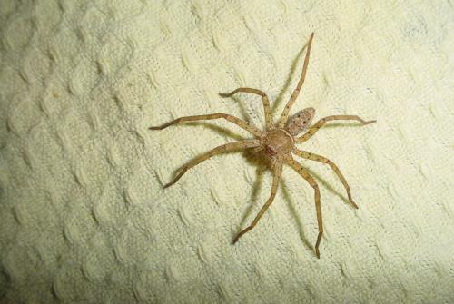 Réf. 173 053 : Heteropoda venatoria