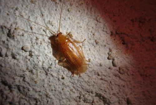 Symploce pallens