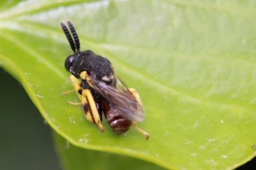 Brachymeria femorata