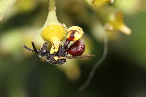 Brachymeria femorata