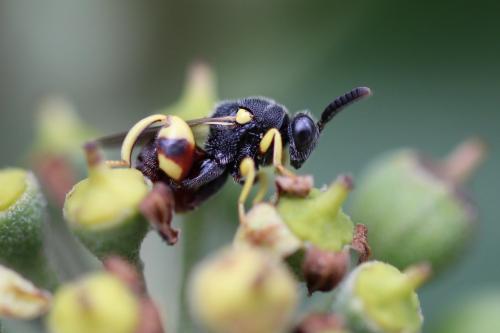 Réf. 173 977 : Brachymeria femorata