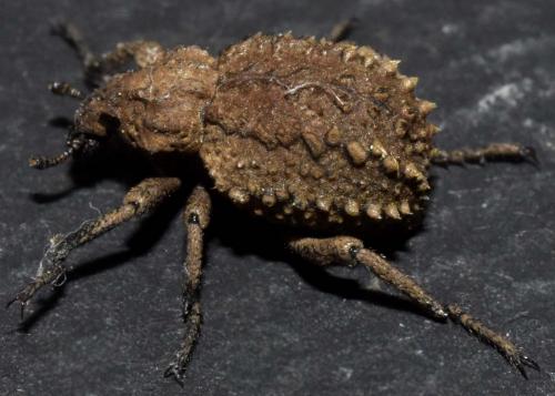 Réf. 173 128 : Brachycerus sp.