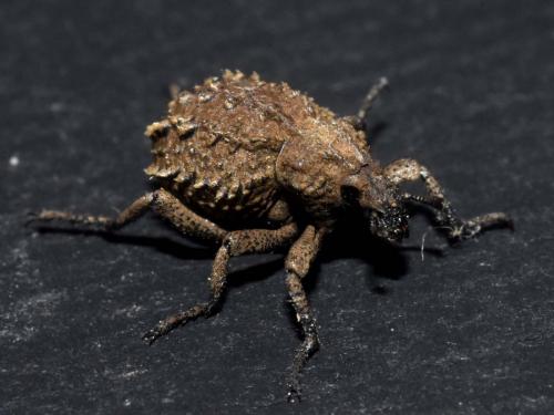 Brachycerus sp.