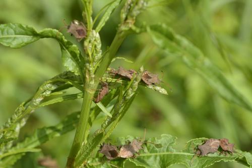 Coreus marginatus