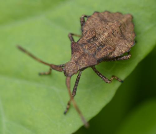 Réf. 173 082 : Coreus marginatus