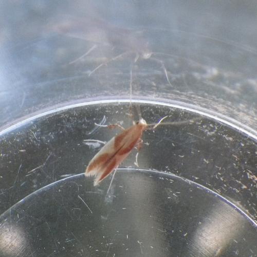 Caloptilia alchimiella