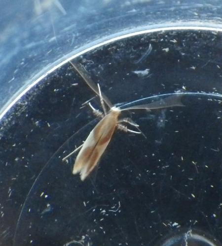 Caloptilia alchimiella