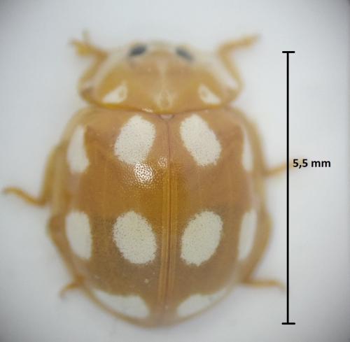 Réf. 173 962 : Calvia decemguttata