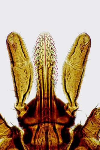 Réf. 173 382 : Ixodes ricinus