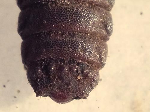 Réf. 173 940 : Solva marginata