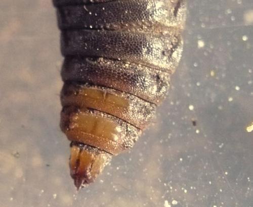 Réf. 173 939 : Solva marginata