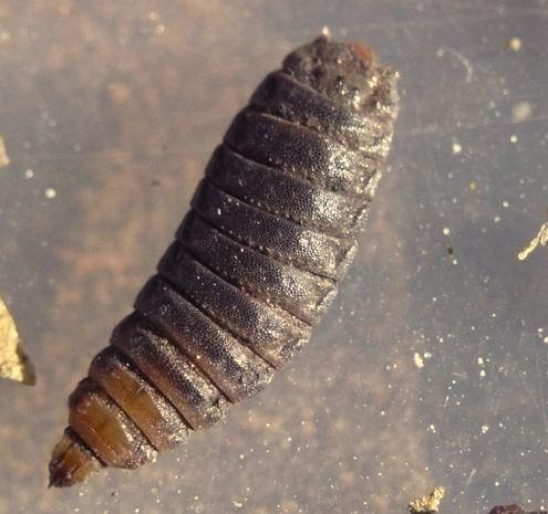 Réf. 173 938 : Solva marginata