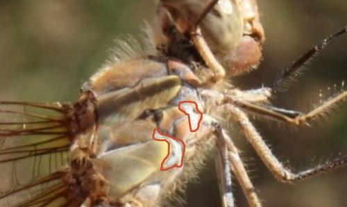 Sympetrum striolatum