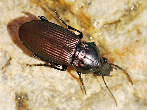 Réf. 173 184 : Poecilus sericeus