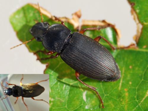 Réf. 173 428 : Pseudoophonus rufipes