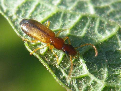 Réf. 173 263 : Paradromius linearis