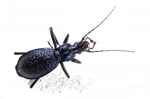 Réf. 173 877 : Carabus intricatus