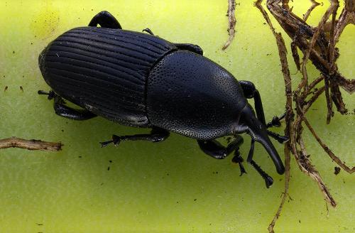 Scyphophorus acupunctatus