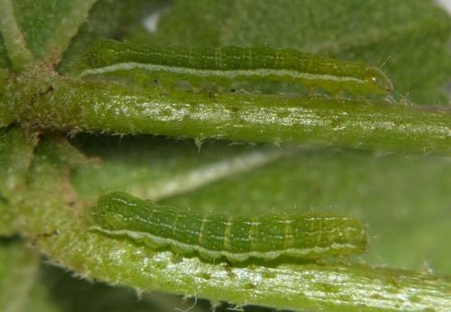 Phlogophora meticulosa