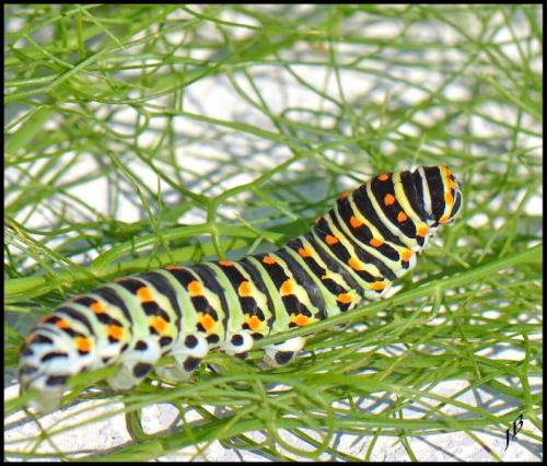 Papilio machaon