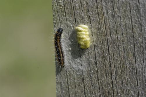 Aporia crataegi