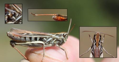 Chorthippus sp.