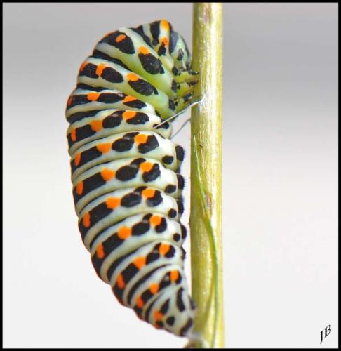 Papilio machaon