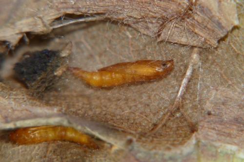 Réf. 173 711 : Phyllonorycter distentella