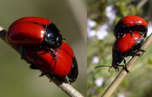 Réf. 173 715 : Chrysolina lucida