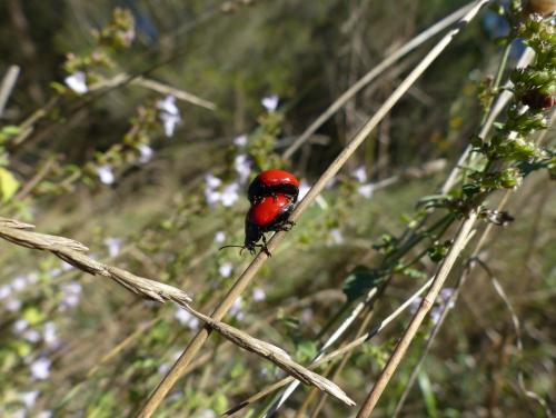 Chrysolina lucida