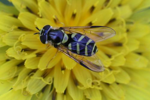 Réf. 173 956 : Dasysyrphus albostriatus