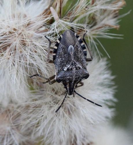 Réf. 173 451 : Codophila varia