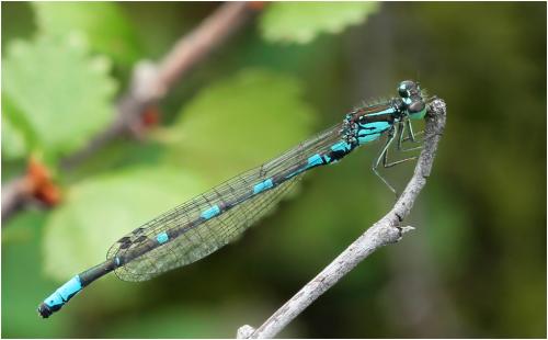 Coenagrion johanssoni