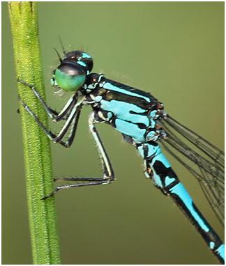 Coenagrion johanssoni