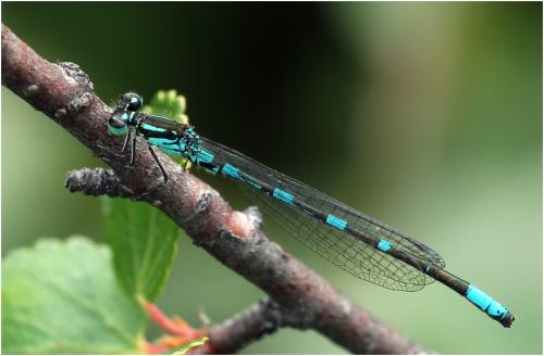 Coenagrion johanssoni