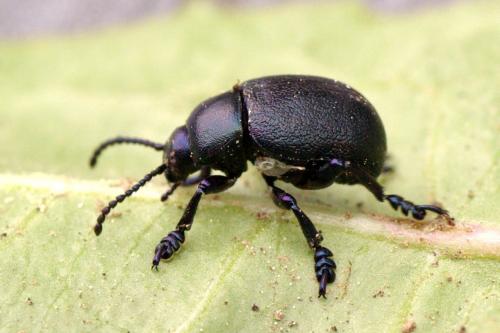Timarcha goettingensis