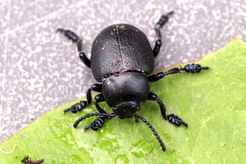 Timarcha goettingensis