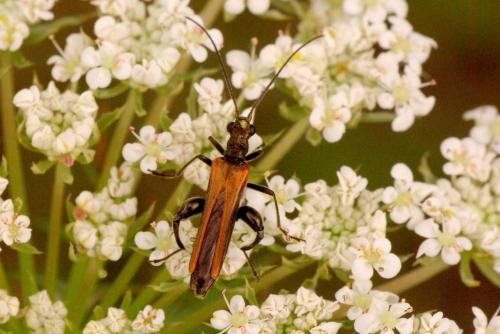 Réf. 173 620 : Oedemera femorata