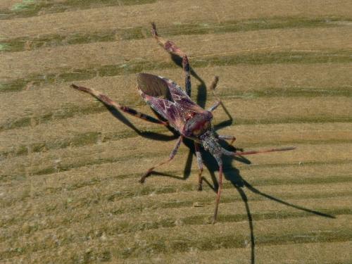 Leptoglossus occidentalis