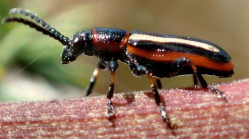 Réf. 173 373 : Crioceris macilenta
