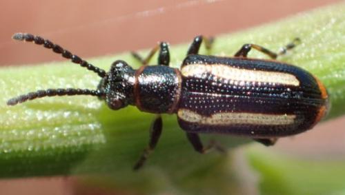 Réf. 173 374 : Crioceris macilenta