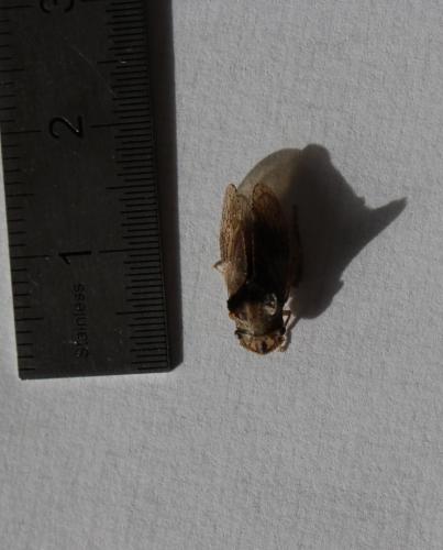 Ledra aurita