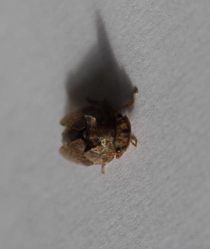 Ledra aurita