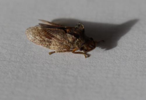 Ledra aurita