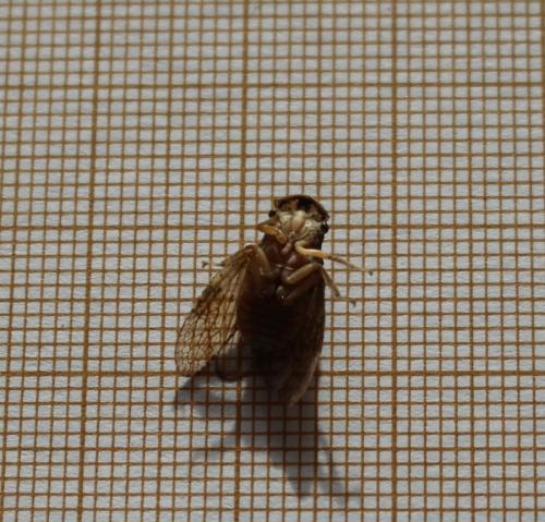 Ledra aurita