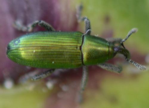 Réf. 173 304 : Aulacobaris cuprirostris