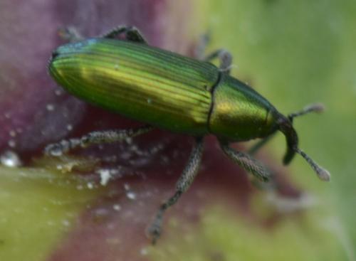 Réf. 173 305 : Aulacobaris cuprirostris